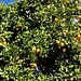 Orangen im Zentrum von Santiago del Teide.