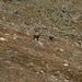 Zwei Steinböcke beim Aufstieg zum Gornergrat