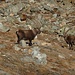 Zwei Steinböcke beim Aufstieg zum Gornergrat