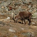 Zwei Steinböcke beim Aufstieg zum Gornergrat (mit 10fach-zoom fotografiert)