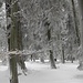 Herrlich verschneiter Wald mit super Pulverschnee