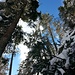 Die Bäume waren schneebedeckt, durch die Sonneneinstrahlung bekam man die ein oder andere weiße Dusche ab.