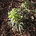 Helleborus viridis L.<br />Ranunculaceae<br /><br />Elleboro verde.<br />Hellébore vert.<br />Grüne Nieswurz.