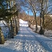Sentiero nevoso ben battuto attraversa il bosco di betulle.