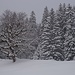 Laub- die Nadelbäume tragen heute Schnee