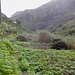Rechts Kartoffelfelder im Barranco de Roque Bermejo.