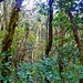 In den feuchten Wäldern des Pijaral Gebietes im Anaga-Gebirge. 