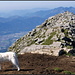 Auf dem Nebengipfel, Blick zum Hauptgipfel (...und zur Hauptstadt sowie zum Hundehaupt).