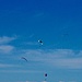 Vögel am Himmel über Teneriffa ....