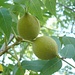 Schwarz-Nuss (Carya nigra). Der Baum stammt aus Nordamerika, wird aber wegen des guten Holzes in Zentral- und Osteuropa angepflanzt.