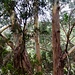 Eucalyptusbäume