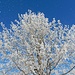 frostig-schöner Winter - die Sonne lässt erste Eiskristalle "davonfliegen"