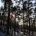 Herrlicher Winterwald auf dem Odilienberg.