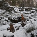 Hier sagen sich Fuchs und Pilz gute Nacht!