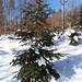Mitten im Wald hängt eine einsame Christbaumkugel an einem einsamen Weihnachtsbaum!