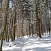 Kurz nach dem Maison Forestière Welschbruch verließen wir die Trasse der Waldeisenbahn und wanderten zwischen ihr und der Straße auf einem schmalen Weglein hoch im Hang des Neuntelsteins.