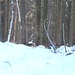 Wir sehen Rehe!