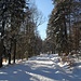 Wir folgten zunächst einem Winterwanderweg entlang der Loipe...