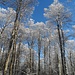 Ein herrlicher Winterwald empfing uns...