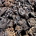 Lava