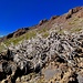 Totholz im Teide-Gebirge. ....