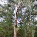 Ein riesiger Eukalyptusbaum.