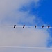 Tauben auf den Leitungen bei Santiago del Teide.