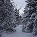 Winterzauber auf dem Nordostgrat vom Le Suchet - so muss eine Wintertour im Jura sein, egal ob im Aargau oder hier in Waadt!