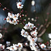 Blüte der ersten Pflaumenbäume Ende Januar.