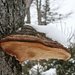 häufig anzutreffen bei krankem oder Totholz: der Porling-Baumpilz