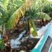 Bewässerung der Bananenplantagen