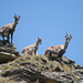 Ibexes (two of them were babies) on the way up to Pécianett