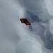 wo kommt der Schmetterling den her in 2400 Metern Höhe und bei Nachttemperaturen von minus 10 Grad. Muss ein Überlebenskünstler sein!