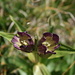 Purple Gentian (Purpur-Enzian, Gentiana purpurea)