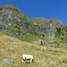bovini al pascolo all'Alpe Ronchelli