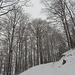 einzig eine Skispur leitet durch den monochromen Wald hoch ...