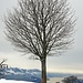 Der Rücken der Alp Wielesch ist von weither erkennbar dank dem schönen Baumbestand