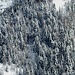 Zoom su magici boschi carichi di neve
