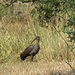 Ibis im Gras beim Blauen Nil - im Vordergrund eine stachelige Akazie