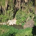 Tümpel am Fuss der Fälle - mit einer großen Taro-Kolonie (Wasserbrotwurzel) im Vordergrund und einigen Schlingpflanzen