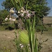 interessante Blütenpflanze am Blauen Nil<br />- Keinen Schimmer worum es sich handelt, wobei die Frucht an Stechapfel erinnert...