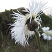 riesengroße, weiße Flockenblume