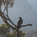 ein Adler - nahe des Chennek Camps