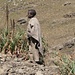 äthiopischer Bauernjunge am Wegesrand