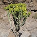geschwungene Formen des blühenden Kaktus vor geschwungenen Bögen im vulkanisch geschmolzenen Gestein