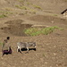 typische Dorfszene in Ambiko: Damen mit Baby und Esel unterwegs