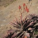 Eine Art der Aloen-Gattung (zu der auch Aloe vera gehört) in voller Blüte