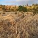 schöne Farben - Getreidefeld in der Ernte im Abendlicht