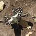 schöner Schmetterling aus der Schwalbenschwanzfamilie