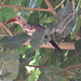 Nashornvogel (engl. Hornbill) im Laub eines Feigenbaumes